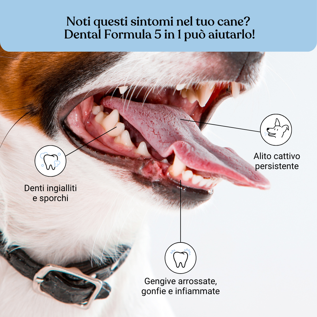 Dental Formula 5 in 1