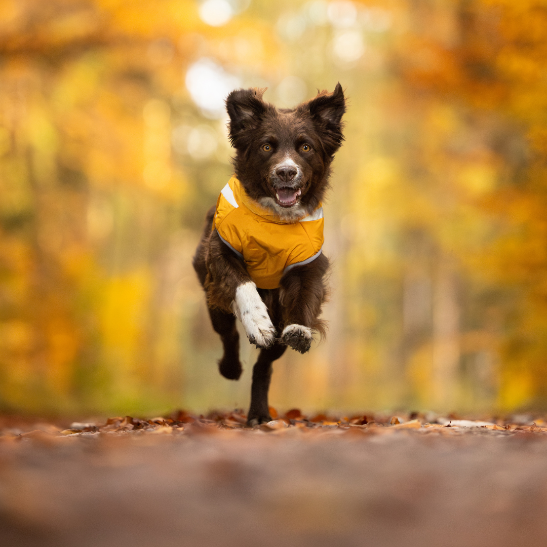 Kirsio I Active + Thermo Fleece -koirantakki