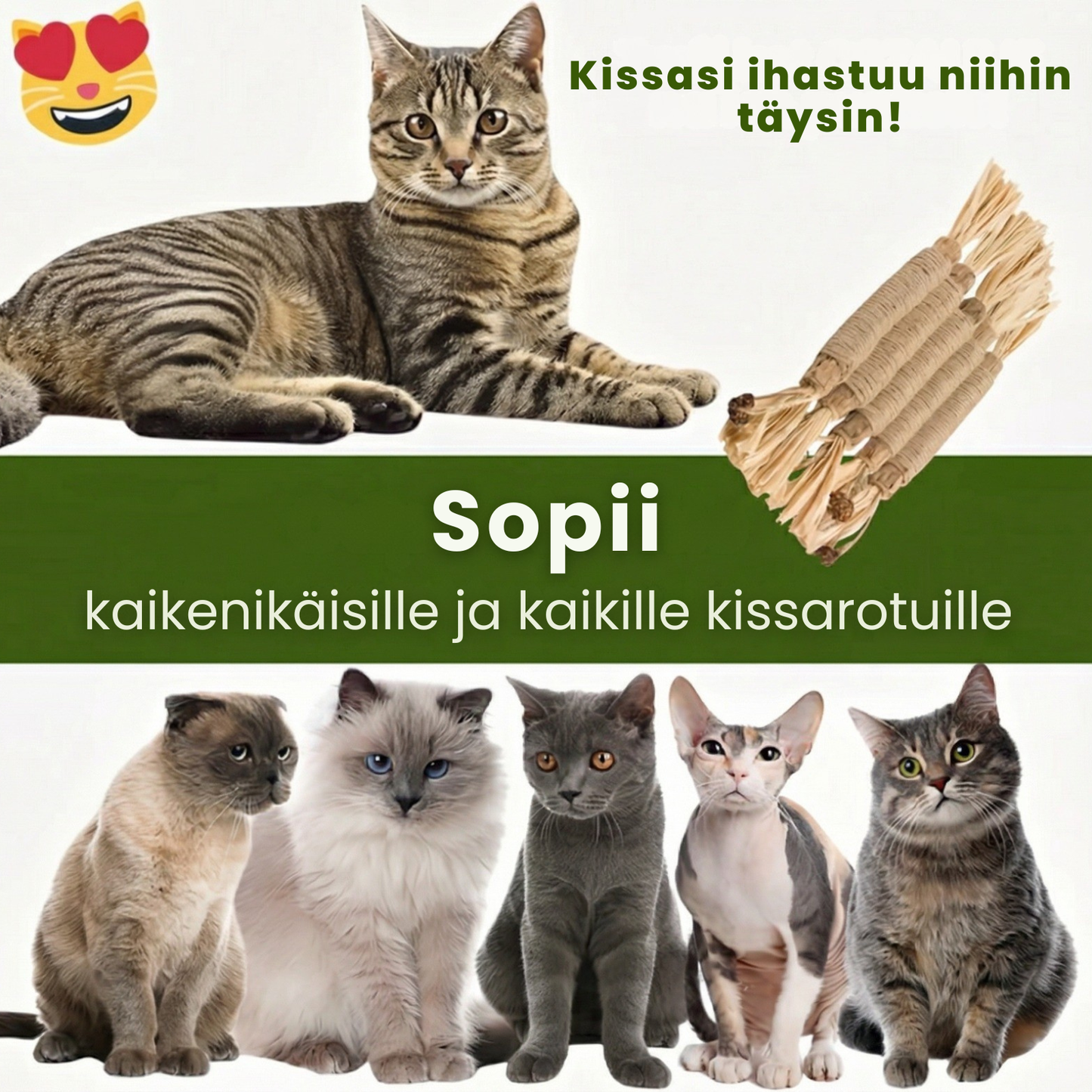 Kirsio | Matatabi-hammashoitotikut