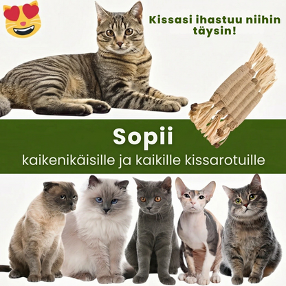 Kirsio | Matatabi-hammashoitotikut